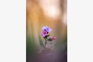 Waldblume