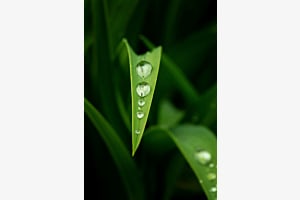 Perlen der Natur