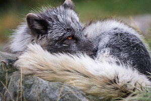 Polarfuchs