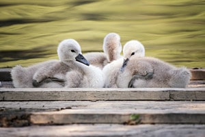Pause bei den Schwanenkinder