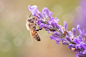 Biene im Lavendel