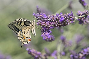 Schwalbenschwanz im Lavendel