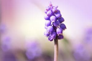 Hyazinthe die erste Frühlingsbotin
