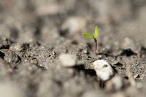 grow
