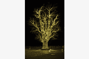 Ein Weihnachtsbaum der anderen Art