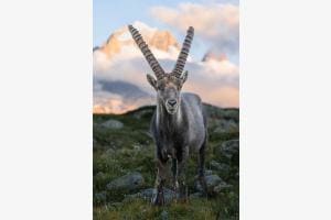 Steinbock im Abendlicht Steinbock im Abendlicht