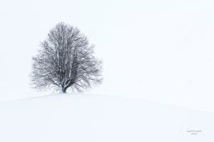 Stiller Baum Stiller Baum