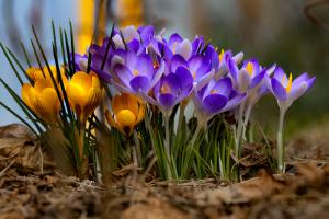 Krokusse Frühling 2023 Krokusse Frühling 2023