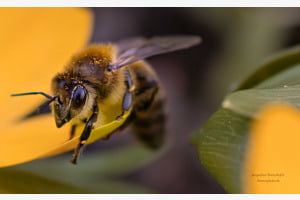 Biene mit Pollen