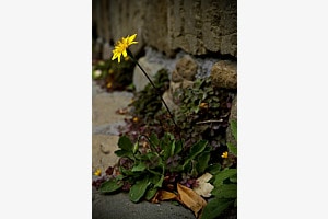 Strassen Blume