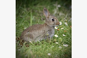 Osterhase in der Bretagne 