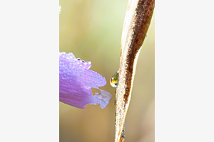 Abenteuerschauplatz Natur. Zwiegespräch zwischen Wassertropfen.