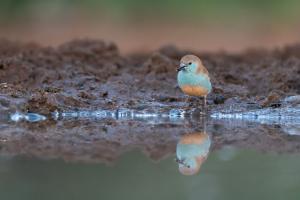 am Wasserloch