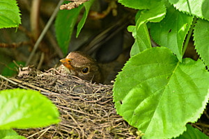 Amsel am brüten