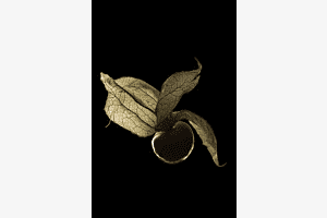 Physalis, die Nachttomate