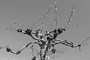 Baum im Frühling