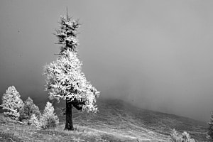 Baum Baum