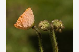 Mohn