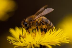 Fleissige Biene