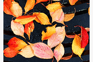 Herbst Herbst