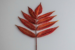 Blatt