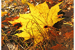 Herbst Herbst