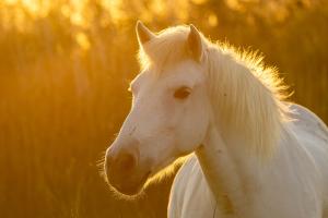 Camargue Pferd in der goldenen Stunde am Abend