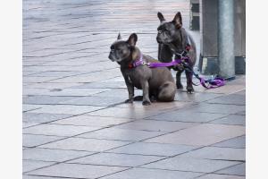 good vibes der Hunde...? good vibes der Hunde...?