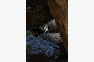 Wild Rock Wallaby