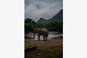 Rescue sanctuary for elephants