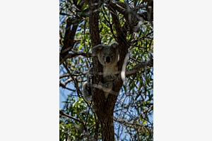 Wild Baby Koala On Magnetic Island