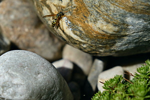 durstig