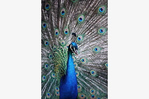 majestätische Diva majestätische Diva