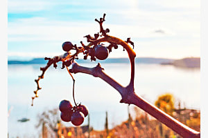 nach der Ernte