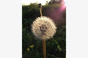 Flor