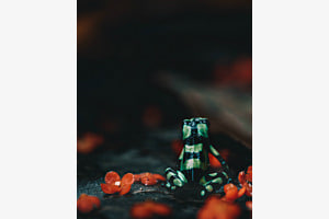 Tropischer Frosch