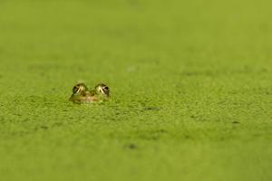 der Frosch
