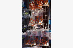 Fische kaufen in Hongkong