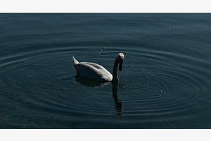 Schwan im Wasserring