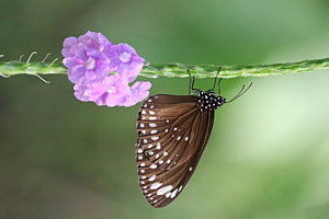 Schmetterlingszauber