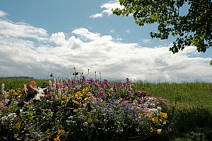 Flower-Power am Mittag