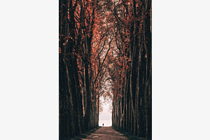 Tree alley