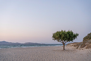 lonely tree on the beach lonely tree on the beach