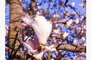 Magnolien im Tessin