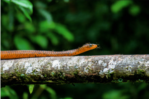 "morning commute" im Amazonas "morning commute" im Amazonas