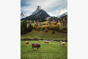 Nolle im Kiental