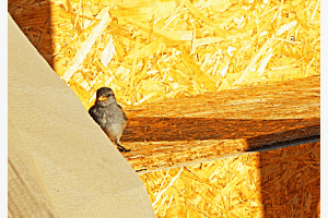 Nest Nest