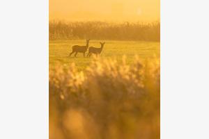 Rehe in der goldenen Stunde am Morgen früh
