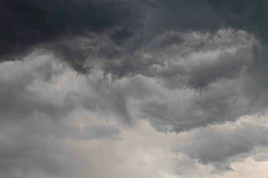 Bird in the storm
