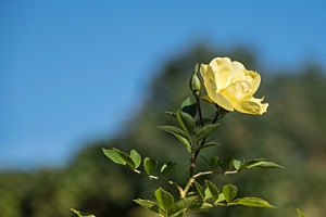 Letzte Rose im Herbst